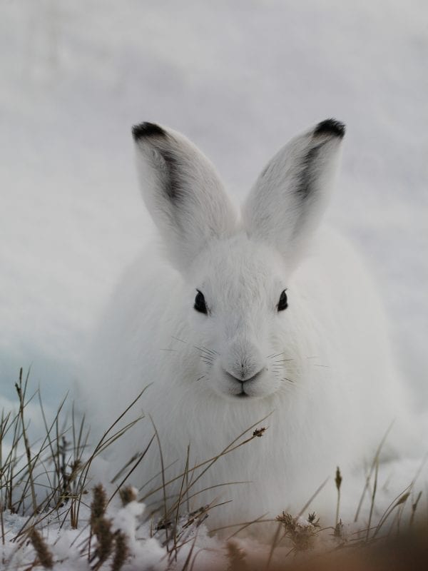 The Arctic Hare - Greenland Travel