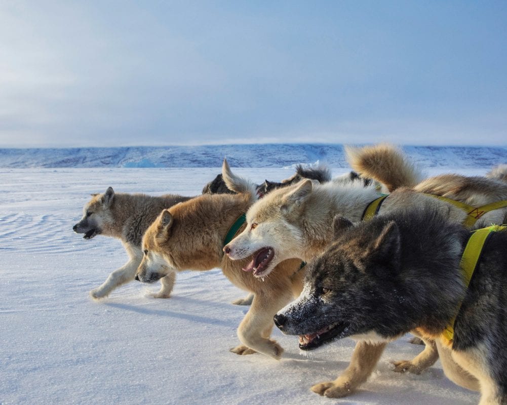 Dog sledding in Greenland - Greenland Travel EN