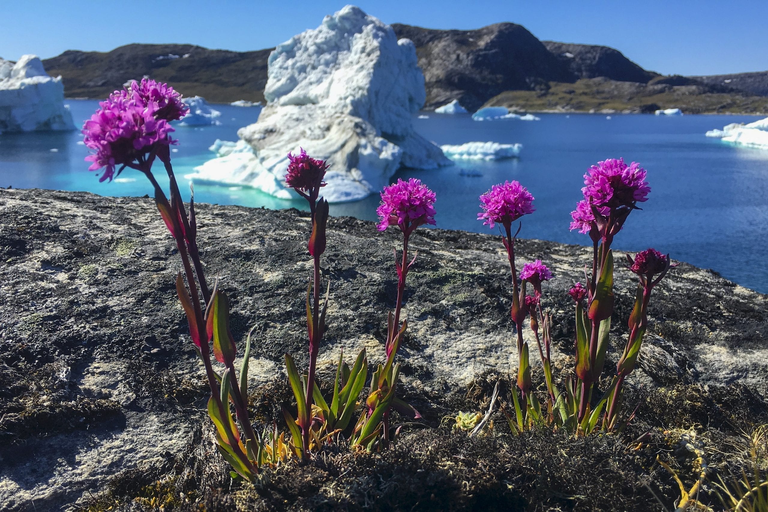 Midnight sun, Ilulissat